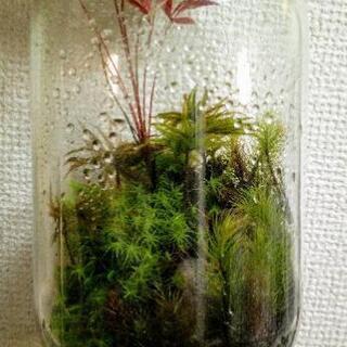 ワークショップ・
苔テラリウム教室
　苔のテッタ
