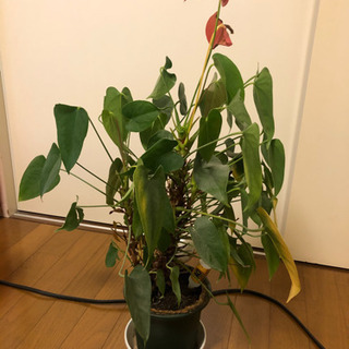 観葉植物