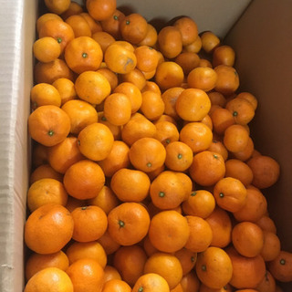みかん1kg300円家庭用