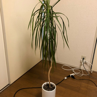 観葉　植物