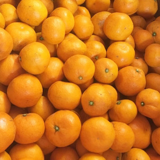 温州みかん [水の都西条市産] 減農薬1kg