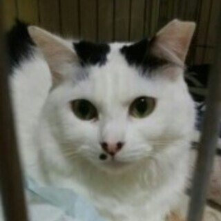 ☆白黒長毛メロンちゃん　女の子３歳くらい - 猫