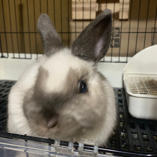 ネザーランドドワーフの赤ちゃん🐰