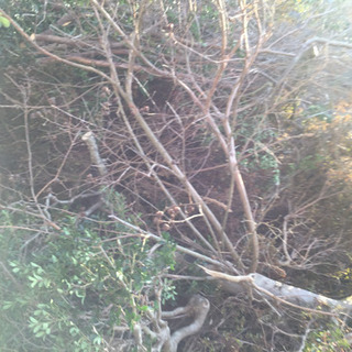剪定した枝