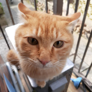 猫の里親募集