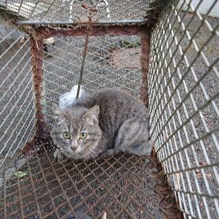 レストランに隠れていた子猫です。