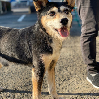 保護犬を家族に迎えてください。