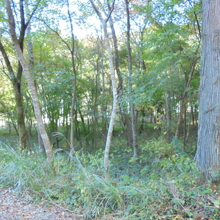 山林　１，６２５㎡　４９１坪