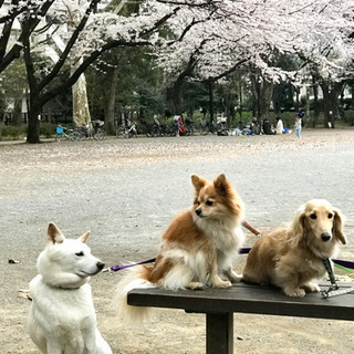 ペットシッターサービス(GK Pet Sitters)