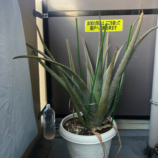 観賞植物アロエ差し上げます
