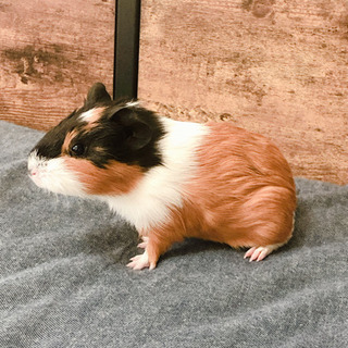 小動物好きさん！