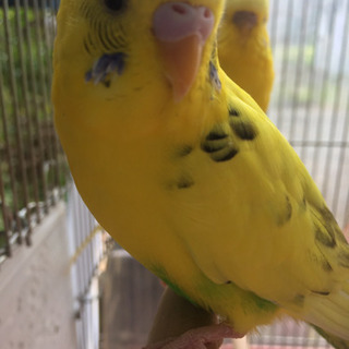 インコ3匹探してます。