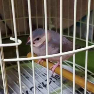 桜文鳥幼鳥(１ヶ月半)里親さん募集中