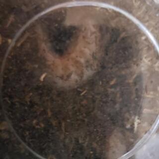 サビイロカブトムシ幼虫3匹セット