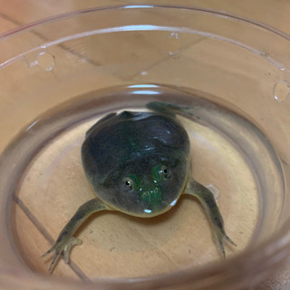 バジェットガエルの画像