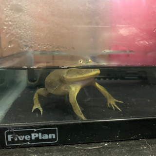 バジェットガエルの画像