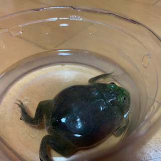 バジェットガエル
