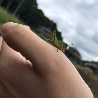 草深で畑仲間募集
