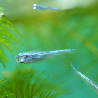 <2023年10月生まれ> 幹之（ミユキ）メダカを飼ってくださる方