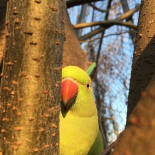 迷子鳥
