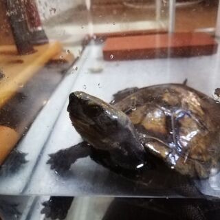 ニホン石亀