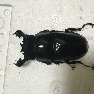 タランドゥス 新成虫 ペア