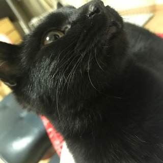 里親さんを募集中...