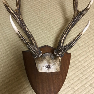 鹿の角の画像