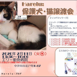 ねこ の譲渡会