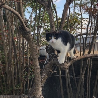 【募集】白黒ハチワレ(オス)、10ヶ月位 - 富士市