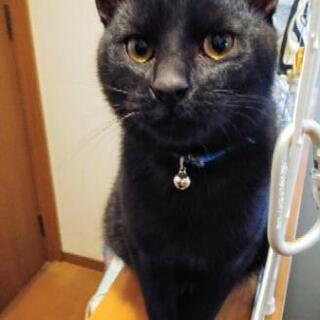 【交渉中】1月29日ワクチン、去勢済み！真っ黒くん   里親さん募集