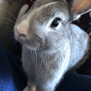 うさぎ　里親募集　