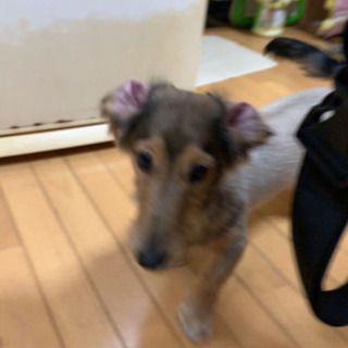 ダックスフンド