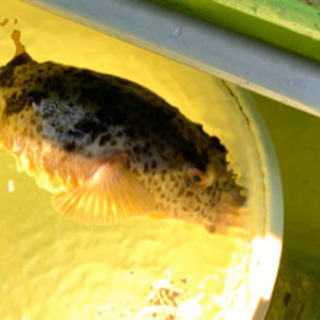 ふぐ、カワハギ、あじ、五目など船釣り
