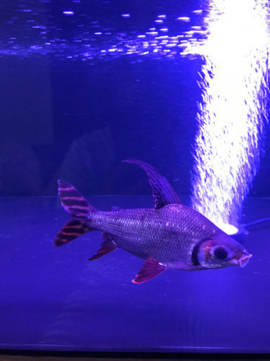 カラプロ　25cm± 引き取り限定