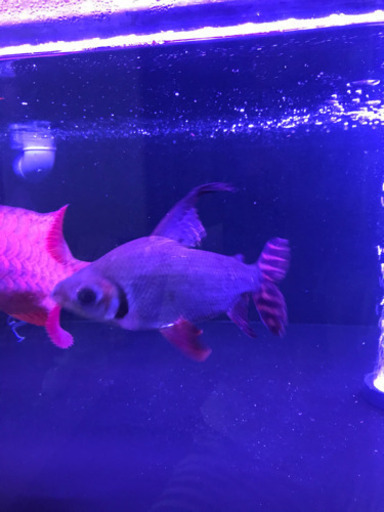 カラプロ　25cm± 引き取り限定