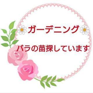 バラ苗(挿し木)お譲りor品種交換して下さい。