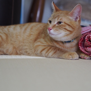 なでなで大好き茶トラのチコ太郎君 - 猫