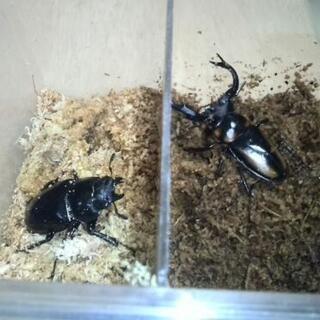 クワガタ余品の画像