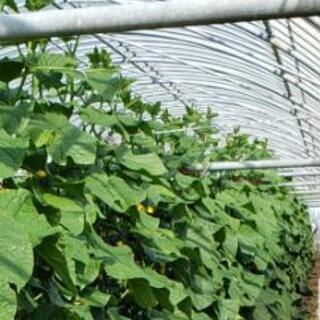 佐土原町　施設胡瓜の画像