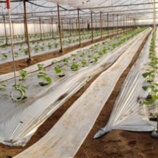 佐土原町　施設胡瓜の画像