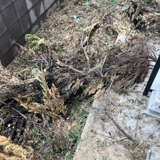 薪にどうぞ 伐採した原木 ストーブや焚き火の画像