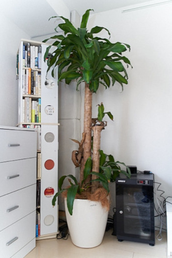ドラセナ 幸福の木10号 鉢付き 観葉植物 大型