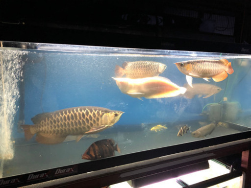 1500×600×600アクリル水槽