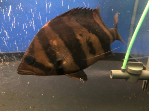 ダトニオ