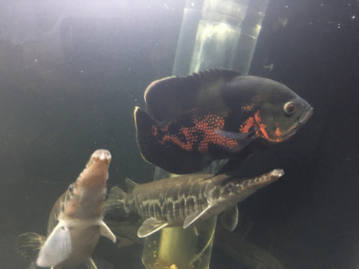 魚 エンドリケリーとワイルドオスカー