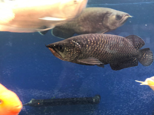 ノーザンバラムンディ