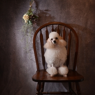 【うちの子（写真＆動画）撮影会】ペット用品LaughDog×Photojoy!関東の画像