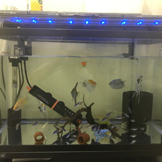 熱帯魚　値下げ