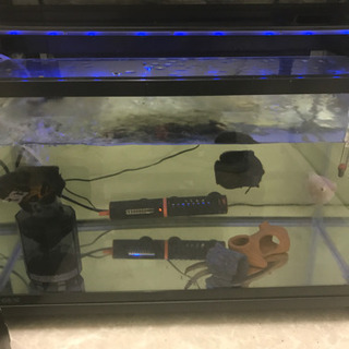 値下げ！古代魚　オスカー　フルセット